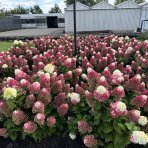 Hortenzia metlinatá (Hydrangea paniculata) ´LIVING RED VELVET®´ by LIVING CREATIONS® - výška 20-30 cm, kont. C1,5L